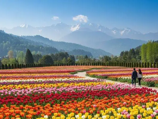 Kashmir Honeymoon Special