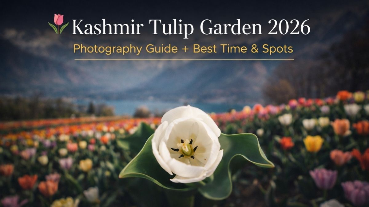 White tulip close-up at Kashmir Tulip Garden with soft focus background, colorful flower beds and Zabarwan mountains during spring bloom in Srinagar