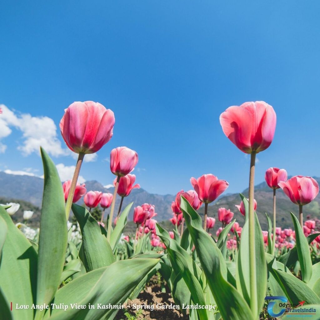 Low angle view of pink tulips with green leaves against blue sky and mountains at Kashmir Tulip Garden Srinagar