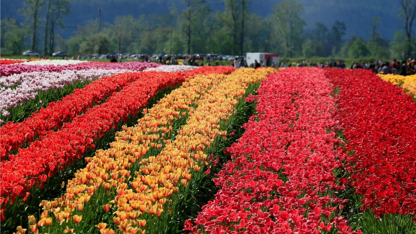 Indira Gandhi Memorial Tulip Garden in full bloom Srinagar Kashmir