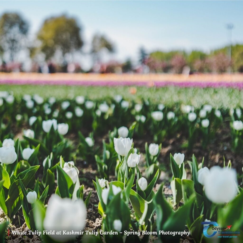 Single white tulip in focus with blurred tulip field and soft morning light at Kashmir Tulip Garden Srinagar during spring season